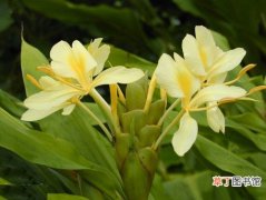 【图片】花卉名称及图片——黄姜花
