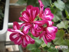 【图片】花卉名称及图片——天竺葵毕加索