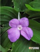 花叶山奈 【植物】花卉植物名称及图片——紫花山柰