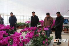【花卉】阜阳市花卉产业美了环境增了效益