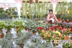 【花卉】盐城市大丰区：大丰荷兰花海工人进行花卉管护 迎接各地游客