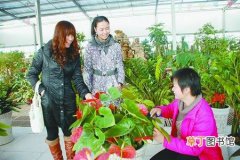【花卉】山东省：广饶县成为山东花卉种苗产业大县