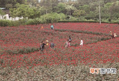 【花卉】四川省眉山市天府花海 文化长廊建在花卉基地里