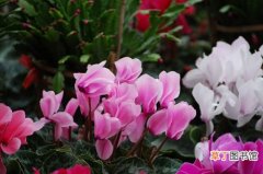 【花卉】贵阳市：南明区云关乡红岩村花卉市场带来“花样生活”