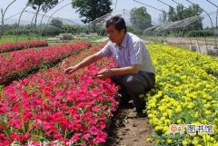 【花卉】西安市：长安区3年内将建成大田花卉景观区 将现“花海梯田”
