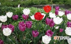 【花卉】浙江省：嘉善探索花卉产业转型升级 涌现一批农业龙头企业