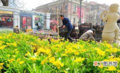 【盆花】天津市：200万盆花卉十一国庆黄金周扮美津城 兼生态造景属性