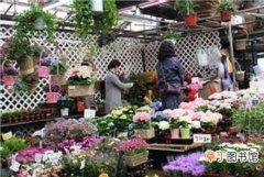 【花卉】国庆临近 南京花卉市场进入销售旺季