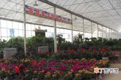 【花卉】牡丹之都山东菏泽鲁西南花卉市场正式开业开门迎客