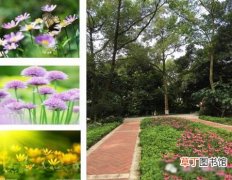 【植物】重现花重锦官城 成都市规划未来6年内花卉植物覆盖增一倍