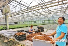 【花卉】湖北省：今年暴雨受损花卉企业灾后恢复生产生机焕发