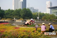 【花卉】武汉市：迎十一国庆 24万盆当季花卉装扮武昌街头