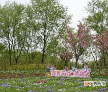 【花卉】2016杭州西溪秋季养生花卉展开幕 西溪秋季养生花卉展正当时