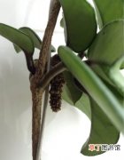 【植物】盆栽植物球兰消苞的原因有哪些？