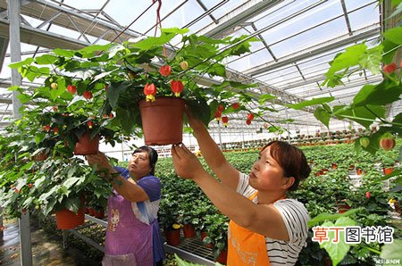 【花卉】陕西三原县：高渠发展服务中心馨盛花卉发展花卉培育200余亩