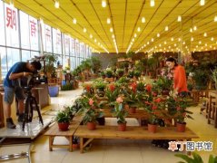 【花卉】江苏省盐城市：盐都台湾农民创业园将打造全省一流的花卉产业基地