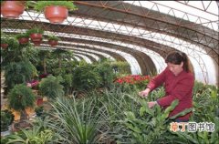 【花卉】山东省推动种苗花卉产业转型升级