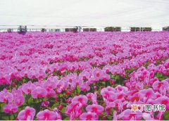 【花卉】迎接第六届山东省花博会 众多花卉参展商将于中秋前进驻花博会