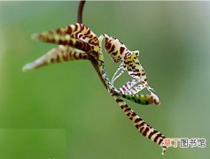 飞凤兰 【植物】花卉植物爪唇兰图片及简介