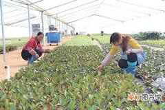 【花卉大全】贵州六盘水沙淤农业园区：延长产业链 美景能变现