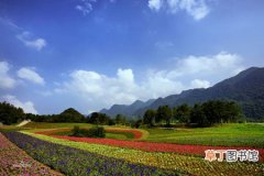【花卉】重庆江津将打造1000亩综合性主题花卉公园——云中花海