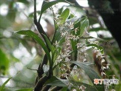 【植物】耳唇兰是一种什么花卉植物？耳唇兰图片及简介