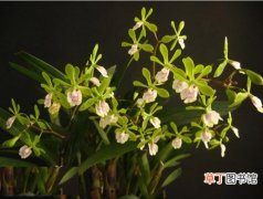 蜂蜜树兰 【植物】花卉植物红甘蔗树兰图片及简介