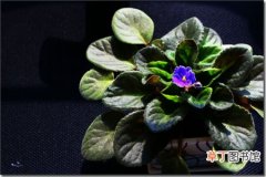 【繁殖】非洲紫罗兰怎么繁殖？非洲紫罗兰的繁殖方法介绍