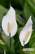 【植物】白鹤芋是一种什么花卉植物？白鹤芋的花期、别名及简介
