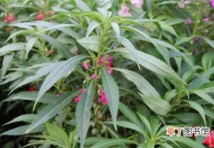 【生长】凤仙花的栽种知识：凤仙花的生态习性和对生长环境的要求