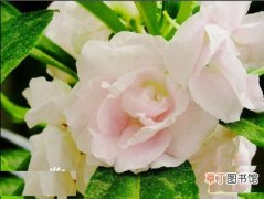 【植物】花卉植物金瓣世纪凤仙花的种植技术