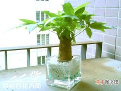 【水养】发财树可以水养吗？发财树的水培方法介绍