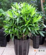 【生长习性】百合竹的生长习性和养殖方法