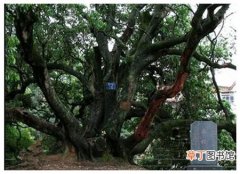 【树】世界上最古老的荔枝树--宋家香