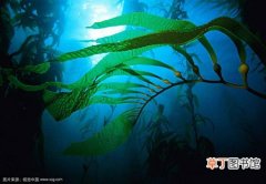 【图片】世界最大的藻类植物图片及简介