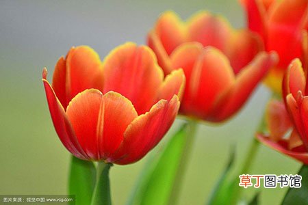 【花卉】栽培分布范围最广泛的花卉品种——郁金香