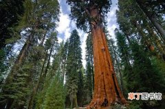 【树】世界上最大的树是什么树？在什么地方？