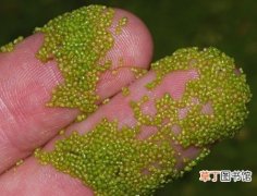 【植物】世界上最小的开花植物是什么？