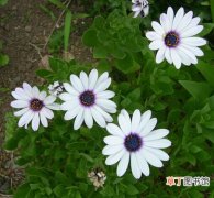 【花卉大全】白蓝菊