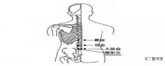 腰阳关的准确位置视频 腰阳关的位置与作用