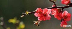 【桃花】梅花与桃花的四大差异有哪些？