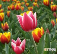【花】春季园林游玩要注意：哪些花有毒？