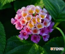 【太阳花】几种不常见的鲜花介绍：太阳花 飞刀花 催眠花 音乐花 变色花