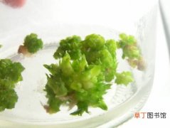 【植物】什么是植物组织细胞培养技术？