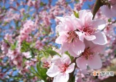 【美容】桃花的美容功效和使用方法