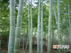 【施肥】毛竹种植技术：毛竹林如何施肥？