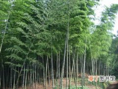【花卉大全】毛竹苗造林技术：什么是毛竹实生苗造林？
