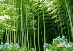 【生长】毛竹的经济价值及其生长特性