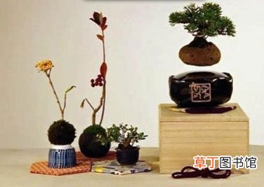 【盆栽】文艺范潮新品 日本微型悬浮盆栽是什么？