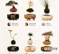 【图片】日本磁悬浮小盆栽图片——磁悬浮空中的盆栽